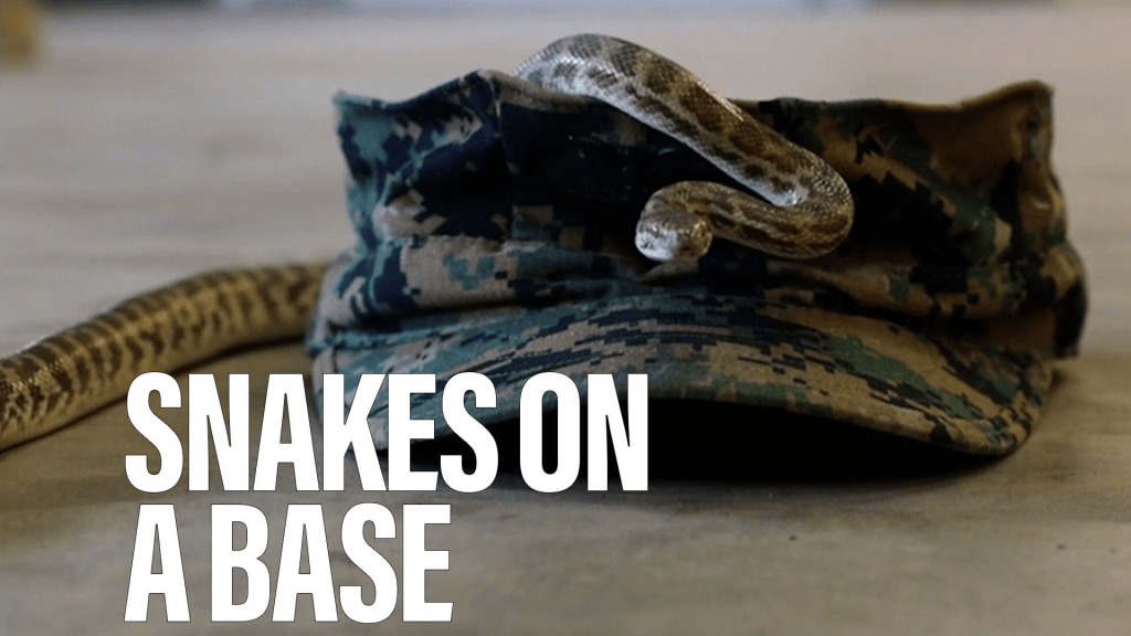 U.S. troops train to tame snakes; and soldiers learn to recover fallen comrades