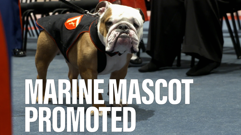 Marine mascot receives a promotion