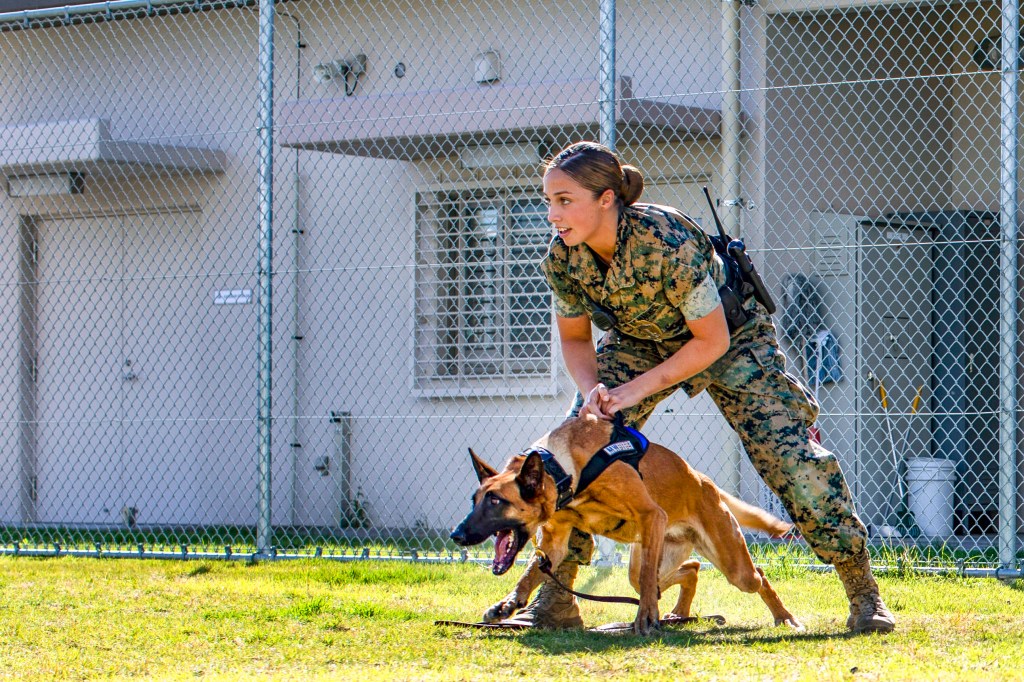 Our nation’s ‘brave and loyal military working dogs’ honored with new postage stamps