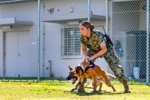Our nation’s ‘brave and loyal military working dogs’ honored with new postage stamps