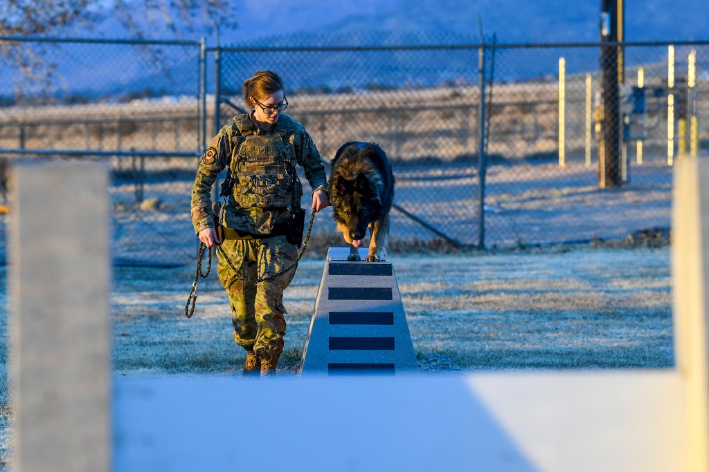 Working dogs: Domestic shortage of key frontline defense against terrorism
