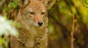 North Carolina Marines warned not to jog at night because of coyote attacks