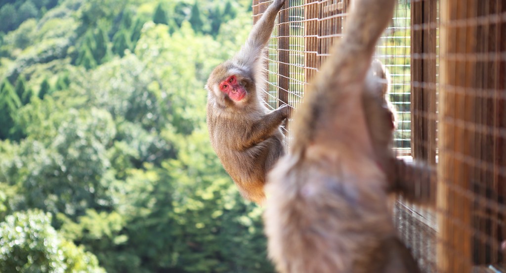Beware of monkey, don’t make ‘eye-to-eye contact,’ Marine Corps Air Station Iwakuni warns Marines