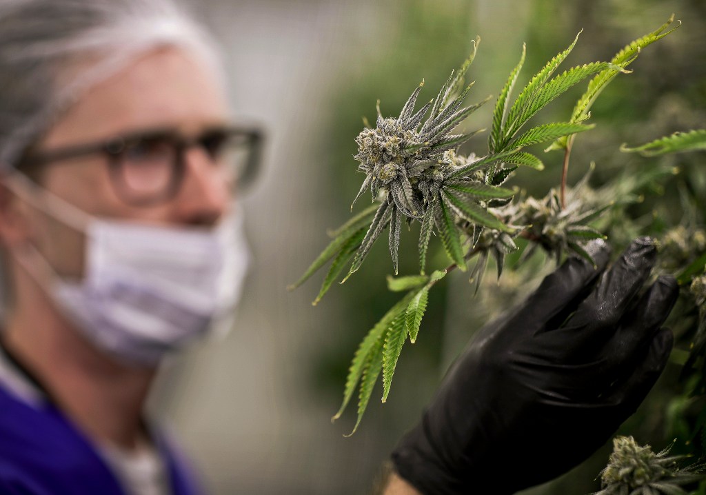Veterans are key as surge of states OK medical pot for PTSD