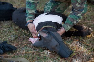 Robot dog helps handlers practice for battlefield injuries
