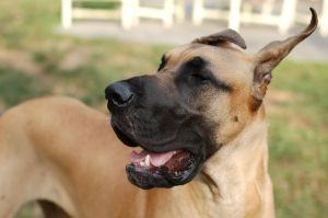 ‘Nasty’ to have service dog in restaurant, customer says