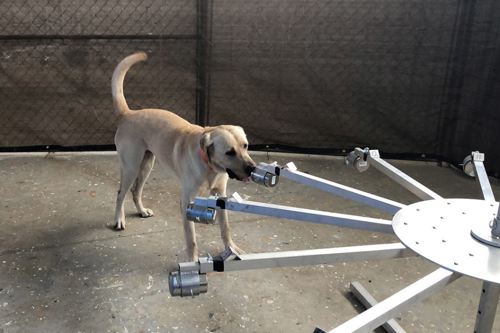 Can working dogs learn to detect COVID in humans? The Army is working to find out