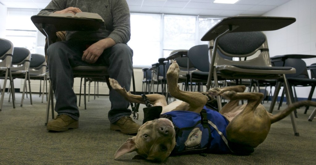 Airlines crack down on emotional support animals, limit use to service dogs only