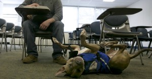 Airlines crack down on emotional support animals, limit use to service dogs only