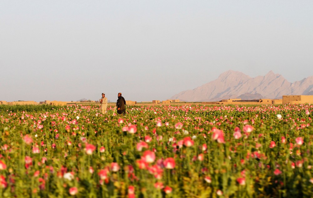 Pentagon pops off on link between poppy seeds, positive drug tests