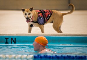 New studies focus on service dogs and PTSD