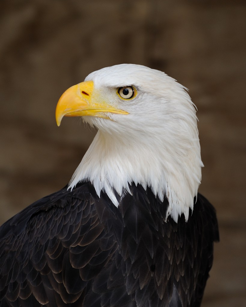 Army wants an eagle-eye view
