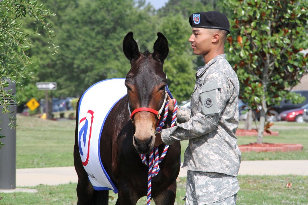 Fort Bragg unit welcomes new mini-mule mascot