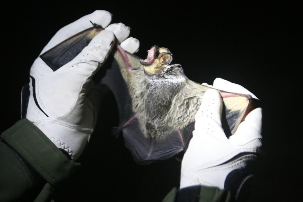The Pentagon will study — na-na-na-na-na-na-na-na — bat drones!