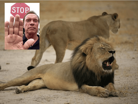 Schwarzenegger: Bravery is joining military, not killing big cats