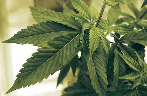 Clinical trial using marijuana to treat PTSD in veterans gets underway