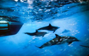 Defense bill would kill whales, Democrats say