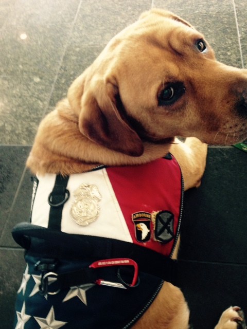 VA PTSD facility turns away veteran’s service dog