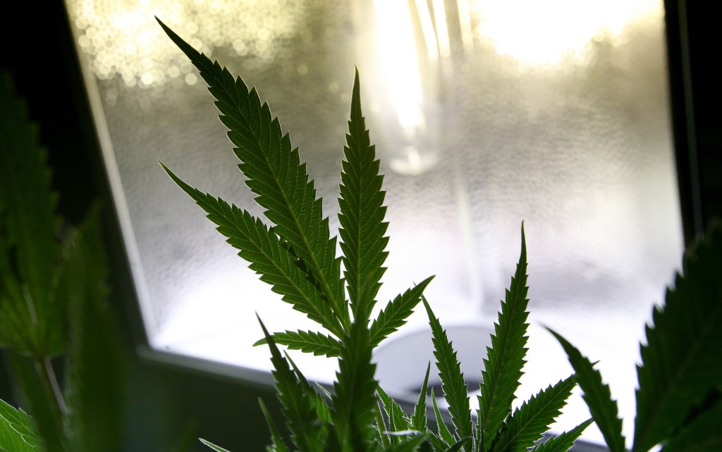 Poll: More than 90 percent of vets support medical marijuana research