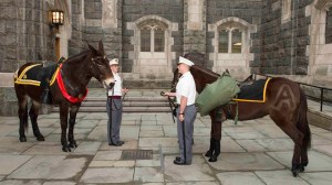 Mule and fool: West Point gag introduces new mascot