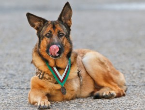 Michigan bar apologizes for kicking out veteran, service dog