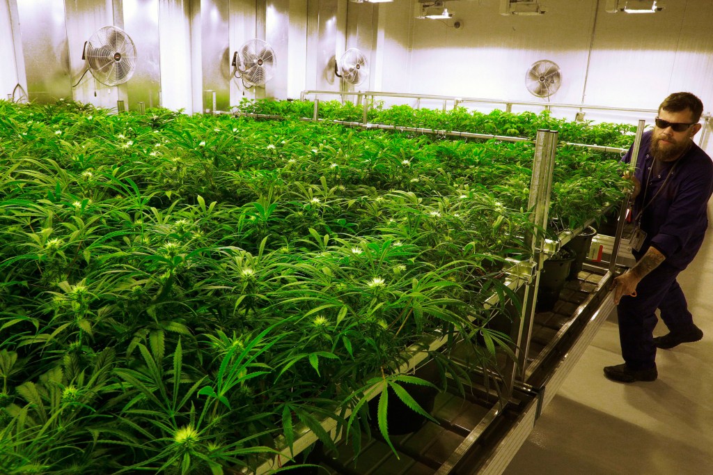 Senators move to give veterans access to medical marijuana