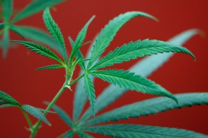 DEA approves PTSD marijuana study