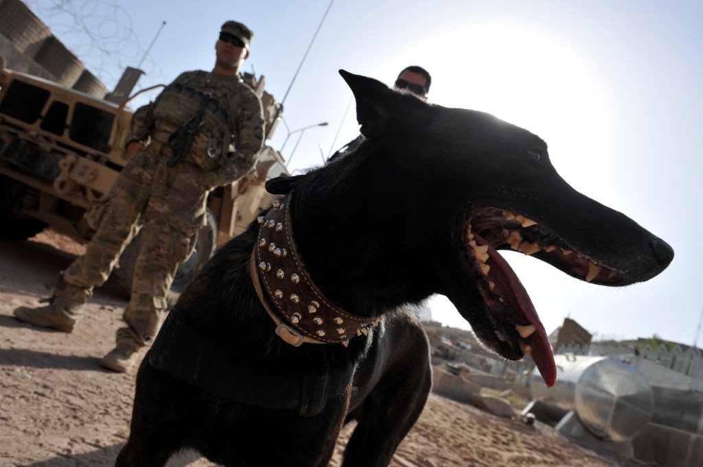 Senator wants to honor working military dogs, their handlers