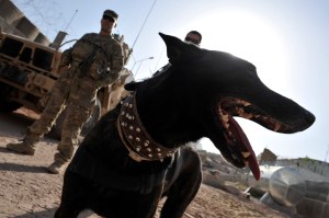 Senator wants to honor working military dogs, their handlers