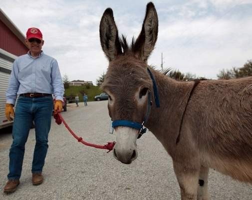 Smoke the donkey: New book recounts tale of Marine’s battle buddy