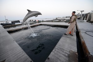 Mine-seeking Navy dolphin euthanized at SPAWAR facility in San Diego