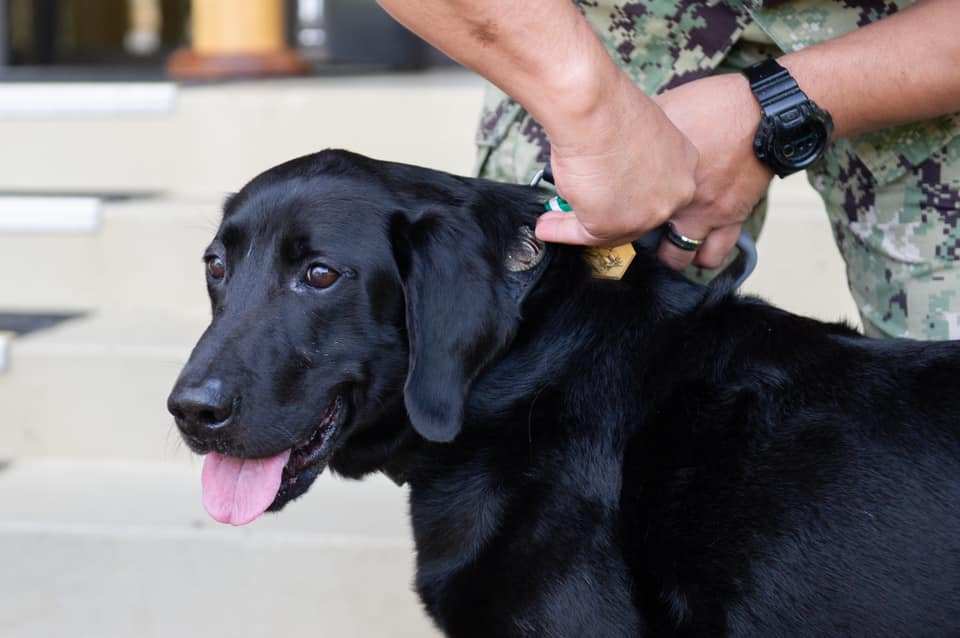Sailors send off Bob — a very good military working dog — after a stellar career