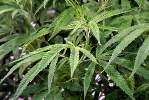 Our veterans deserve the well-being that medical cannabis can provide