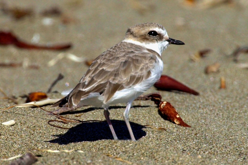 Western snowy plover restrictions take effect at Vandenberg Air Force Base