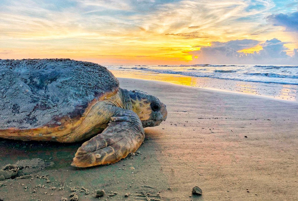 Army Engineer Corps to study dredging threat to sea turtles