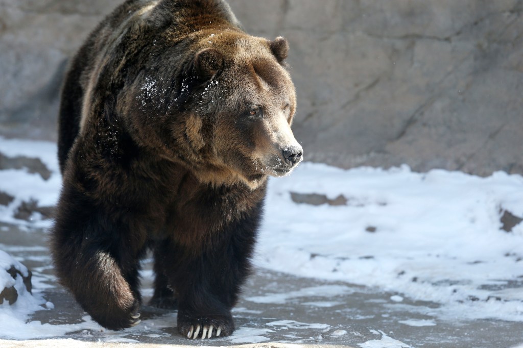 Do you have what it takes to be a Grizzly Bear Conflict Manager?
