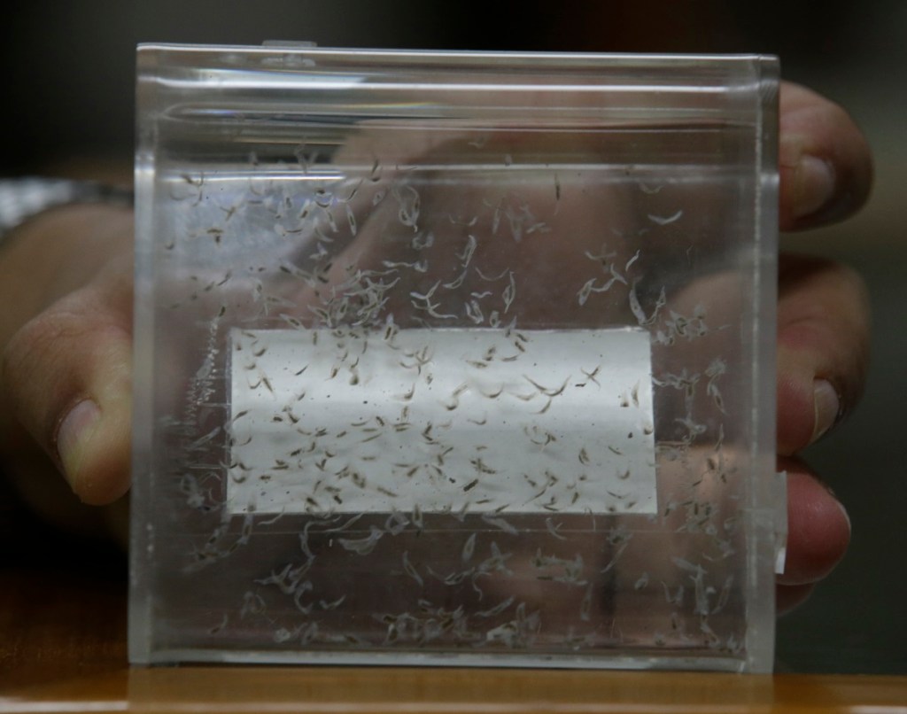 VA study shows parasite from Vietnam may be killing vets