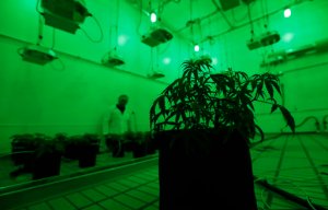 VA refutes rumors of a new policy on medical marijuana