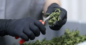 Bill to expand cannabis research for vets’ pain fails in Senate