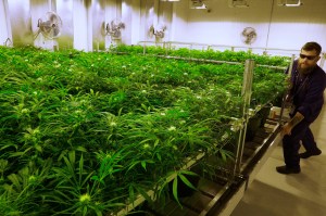 Poll: Should Congress relax restrictions on medical marijuana testing?