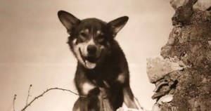 Heroic Army working dog awarded posthumous medal