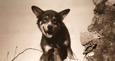 Heroic Army working dog awarded posthumous medal