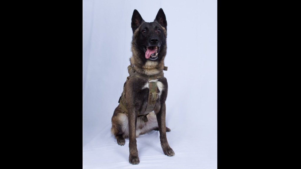 Injured military dog who chased down al-Baghdadi returned to full duty