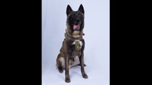 Injured military dog who chased down al-Baghdadi returned to full duty