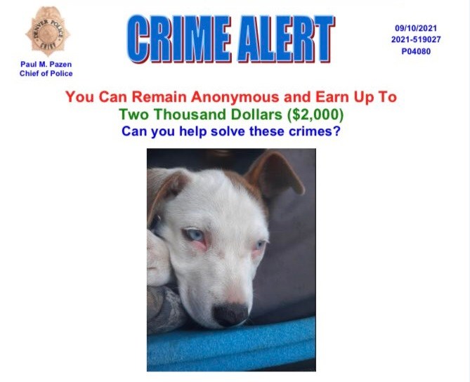$2K reward for tips after Marine veteran shot, dog stolen