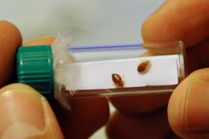 Bed bugs force closure of urgent care at New Hampshire veterans center