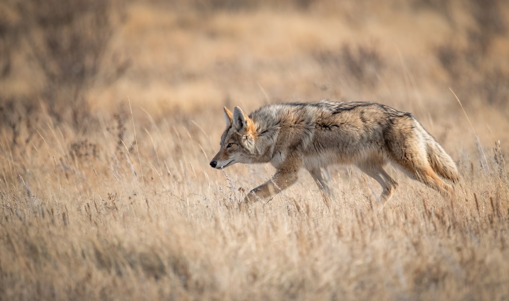 Update the weekend safety brief: Stay away from coyotes