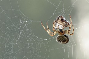 Spider silk research: From bone regeneration to bulletproof vests