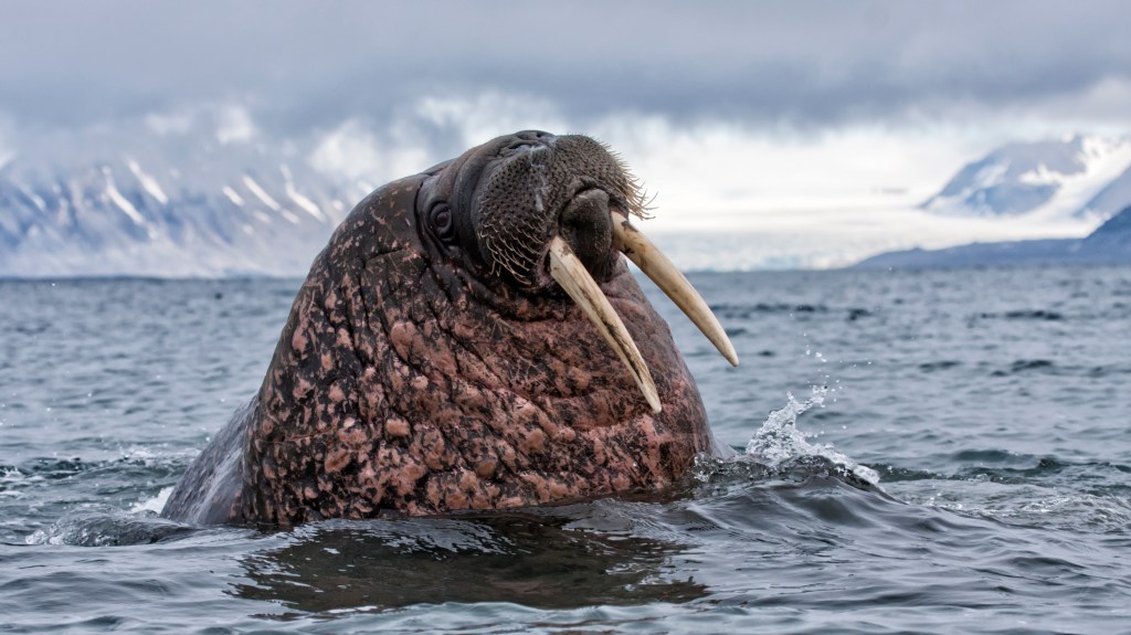 Heroic walrus sinks Russian naval vessel in the Arctic