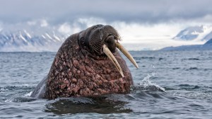 Heroic walrus sinks Russian naval vessel in the Arctic